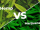 Hemp vs marijuana